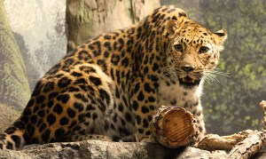 Stare down. I'm pretty sure we know who the winner is going to be.