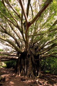 They always look like the kind of trees from epic quests.