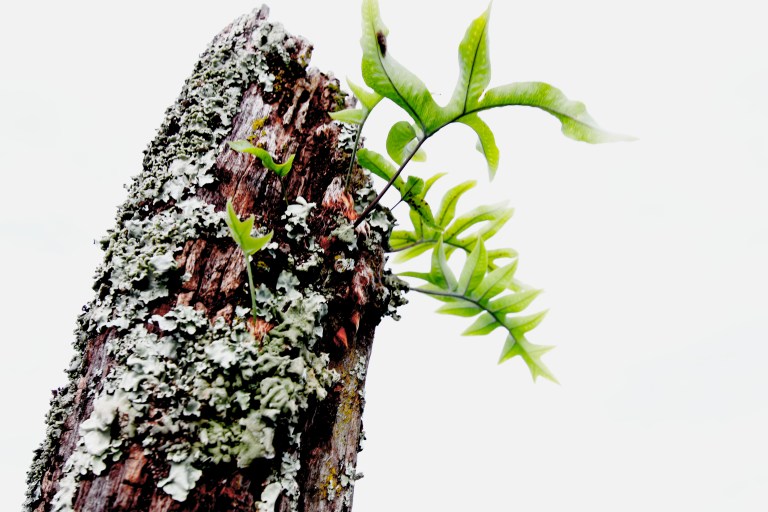 Finding the ability to grow out of a fence post. If this small plant can persevere, I know I can too.