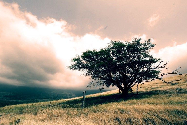 This lonely tree looked like a place you could just wander and get lost for hours.